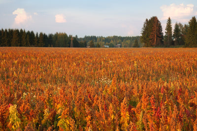 Ekologinen superlisäke – suomalainen kvinoa